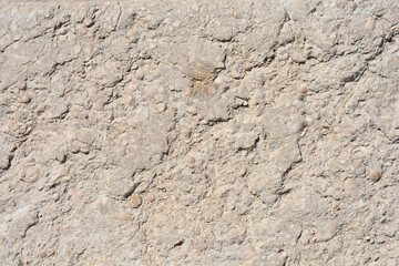 A textured close-up of a rustic gray stone slab with a rough, uneven surface and visible embedded fossils