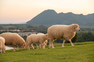 Herd of sheeps living in rural area of Chiang Rai province, Thailand.