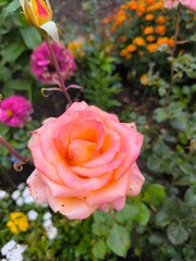 Peach Rose Blossom in a Lush Garden Setting with Vibrant Flowers, Natural Beauty