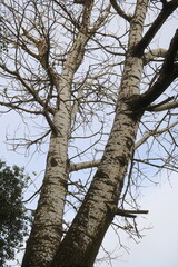 Tall aspen trees with bare branches reach towards cloudy sky in late autumn.