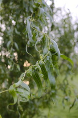 Close up of bright green leaves hanging from a Weeping Willow Tree branch.