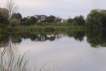 Fototapeta premium Swans swim on a calm lake near houses and trees.