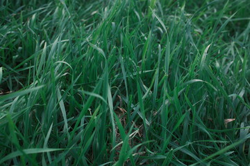 Green blades of grass grow close together in an outdoor field.