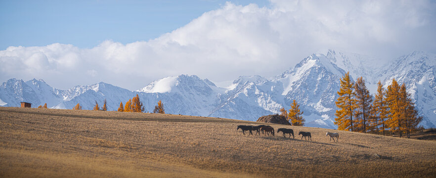 Colorful autumn landscape in Altai mountains with grazing cattle under clear blue skies. Horses graze near the mountains. - Powered by Adobe