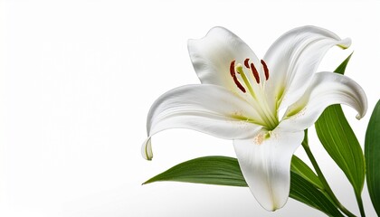 Fototapeta premium Single Pure White Lily Head With Copy Space Transparent Png File