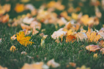 Autumn leaves blanket a vibrant green lawn in a peaceful park setting during a crisp morning
