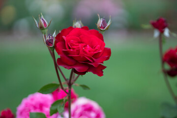 Perfect red rose in bloom with unopened buds on green stem in garden background