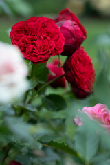 Vibrant red rose in bloom surrounded by rose buds and blurred garden background
