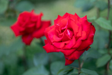 Two red roses in bloom with soft focus garden background