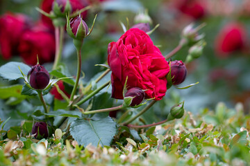 Cluster of dark red roses and buds growing in green garden bush