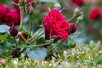 Red rose with unopened buds growing among green leaves in summer garden