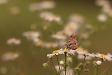 una farfalla licenide su un fiore