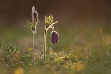 fiore di anemone pulsatilla in primavera