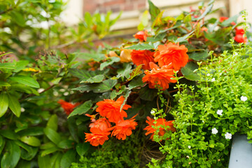 A vibrant, detailed close-up of lush garden foliage. The image is dominated by bright orange-red Begonia blooms nestled among deep green leaves. To the right, there is a cluster of finely textured