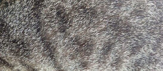Extreme close up of gray tabby cat fur texture