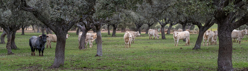 Cows grazing peacefully in the pasture