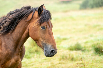 Fototapeta premium Elegance and strength in the thoroughbred horse