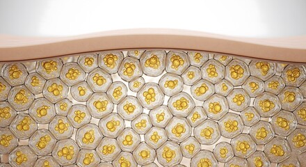 Microscopic cross-section of skin showing adipose cells or fat cells with golden lipid droplets inside a cellular matrix