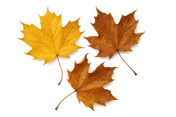Maple leaves falling, autumn foliage with bright yellow and brown colors on a transparent background
