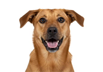 Happy Dog Portrait on white background