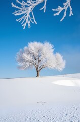 tree in snow