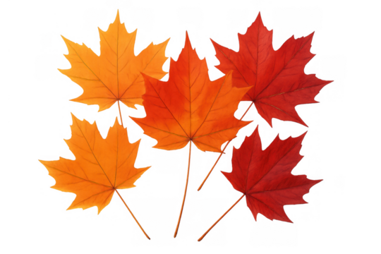 Maple leaves falling, showing vibrant red and orange autumn foliage on transparent background