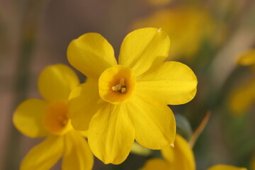 日本の春の庭に咲く黄色いミニスイセンの花