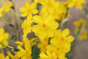 日本の春の庭に咲く黄色いミニスイセンの花