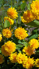 Closeup of sunlit orange Garden Mum blooms, Derbyshire England

