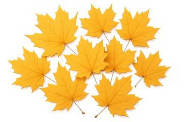 Yellow autumn maple leaves scattered on transparent background representing fall season concept