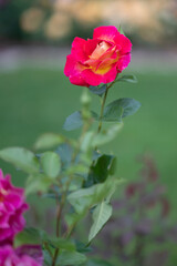Vibrant two tone rose with red and yellow petals in garden