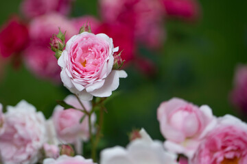Delicate pink rose in bloom with blurred garden background
