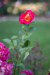 Dark red rose buds about to bloom in colorful garden