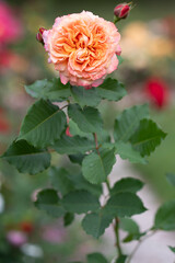 Close-up of orange rose with delicate petals in soft garden light