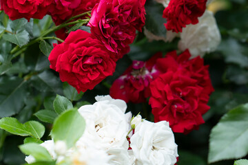 Red and white roses blooming together in lush summer garden