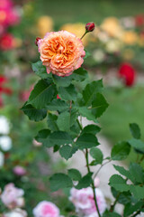 Single orange rose in garden surrounded by green leaves