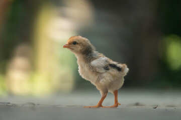 A newborn chicken in the yard.