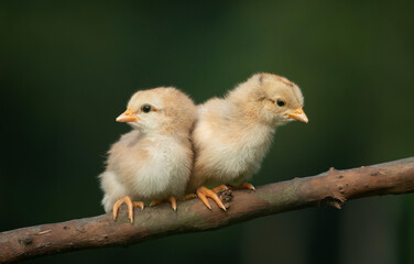 Two newborn chickens sitting on a tree branch