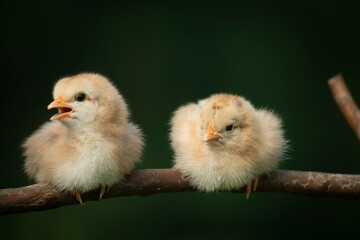 Two newborn chickens sitting on a tree branch