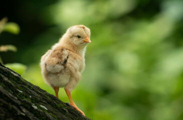 A fluffy baby chicken stands on a tree against a soft green background