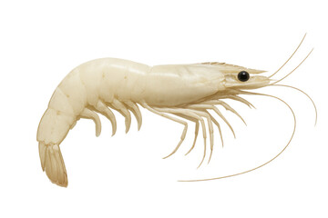 Raw white shrimp, unpeeled crustacean, fresh seafood ingredient for cooking and healthy eating, isolated with transparent background