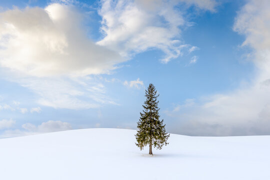 Biei, Japan at the Christmas Tree in winter on Panorama Road. 519