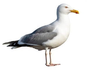 Obraz premium A high-quality photograph of a European Herring Gull standing against a pure white background.