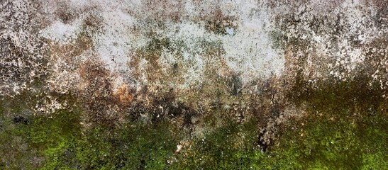Vibrant Green Moss Growing on Dirty Concrete Wall