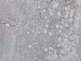 Weathered Gray Concrete Wall with White Lichen Spots