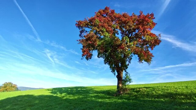 Gro&szlig;er freistehender Laubbaum mit herbstlich bunten Bl&auml;ttern auf gr&uuml;ner Wiese &ndash; beeindruckende Herbstlandschaft, Natur pur und Farbenpracht der Jahreszeit erleben, Umwelt, Idylle, Jahreszeit
