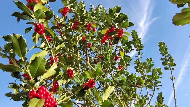 Stechpalme mit roten Beeren vor blauem Himmel &ndash; leuchtende Herbstfarben, nat&uuml;rliche Sch&ouml;nheit und detailreiche Nahaufnahme der Pflanze in herbstlicher Natur, Ilex, Strauch, Umwelt, Flora, Fr&uuml;chte
