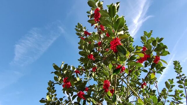 Stechpalme mit roten Beeren vor blauem Himmel &ndash; leuchtende Herbstfarben, nat&uuml;rliche Sch&ouml;nheit und detailreiche Nahaufnahme der Pflanze in herbstlicher Natur, Ilex, Strauch, Umwelt, Flora, Fr&uuml;chte

