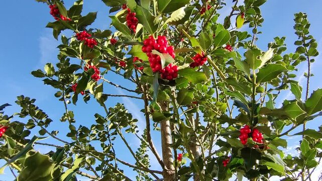Stechpalme mit roten Beeren vor blauem Himmel &ndash; leuchtende Herbstfarben, nat&uuml;rliche Sch&ouml;nheit und detailreiche Nahaufnahme der Pflanze in herbstlicher Natur, Ilex, Strauch, Umwelt, Flora, Fr&uuml;chte

