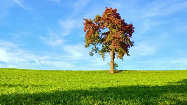 Gro&szlig;er freistehender Laubbaum mit herbstlich bunten Bl&auml;ttern auf gr&uuml;ner Wiese &ndash; beeindruckende Herbstlandschaft, Natur pur und Farbenpracht der Jahreszeit erleben, Umwelt, Idylle, Jahreszeit
